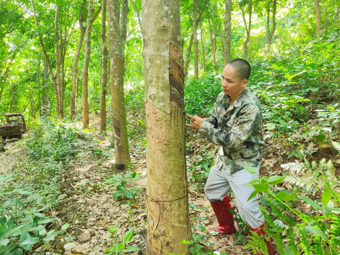 1747733137696051947.jpg 1747733137696051947.jpg